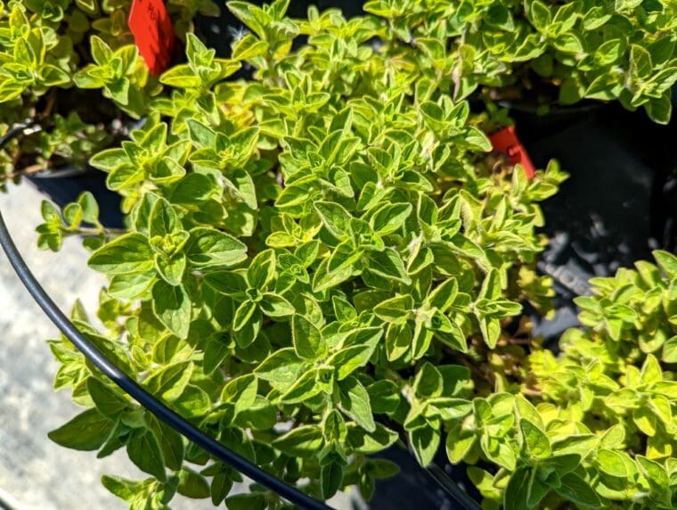 origanum-vulgare