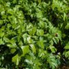 beau feuillage vert de persil tubereux
