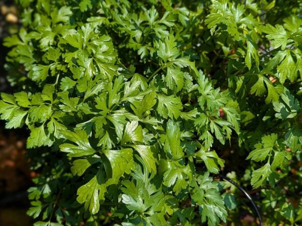 beau feuillage vert de persil tubereux