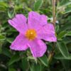 une fleur de ciste ralleti