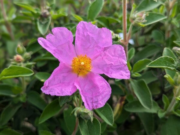 une fleur de ciste ralleti