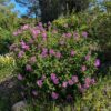buisson de ciste ralleti en fleurs sur une butte