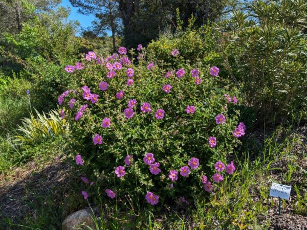 buisson de ciste ralleti en fleurs sur une butte