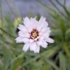 Marguerites blanches au printemps, suivi de capsules de graines argentées