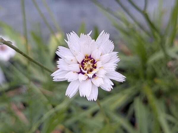 Marguerites blanches au printemps, suivi de capsules de graines argentées