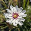 fleur d'une catananche blanche