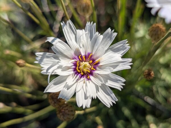 fleur d'une catananche blanche