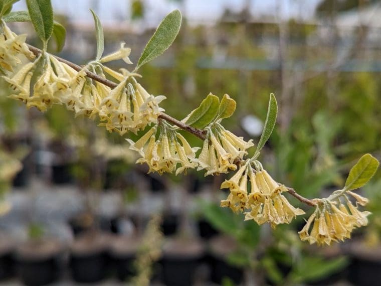eleagnus-multiflora-fleurs-23