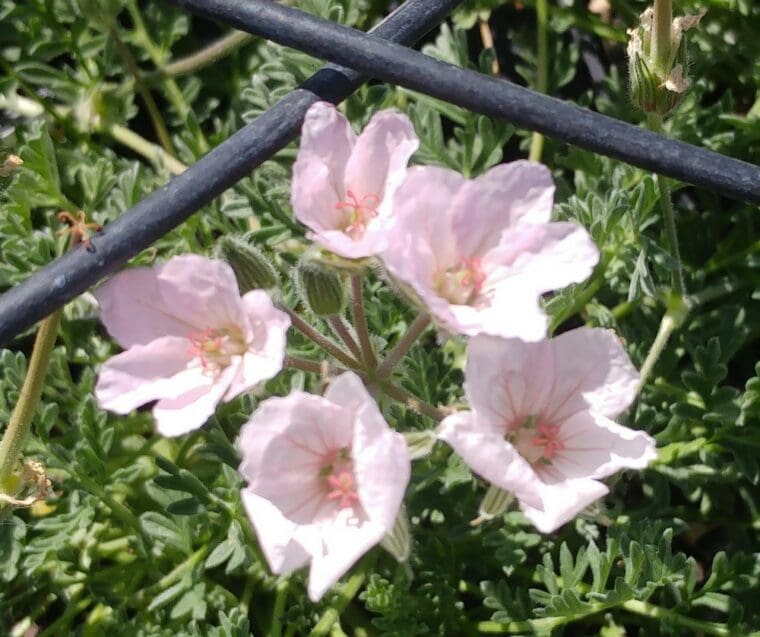 erodium-amanum-rose