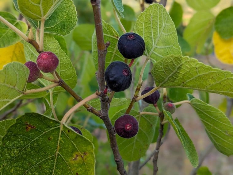 ficus-palmata-punjab-fruits-23-8