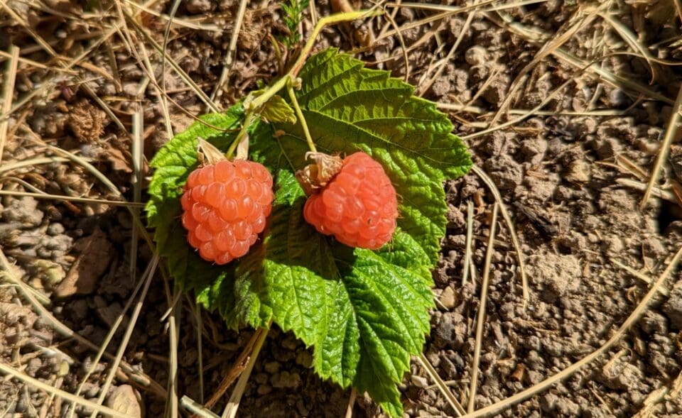 Framboisier remontant Rubus idaeus "Valentina", Pépinières Quissac
