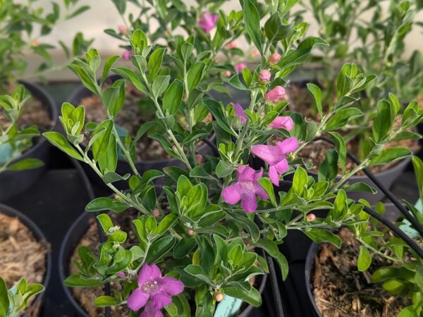 Leucophyllum green cloud, sauge du désert, floraison rose-violette