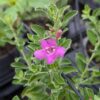 fleur rose de leucophyllum green cloud sur une tige avec des feuilles vertes