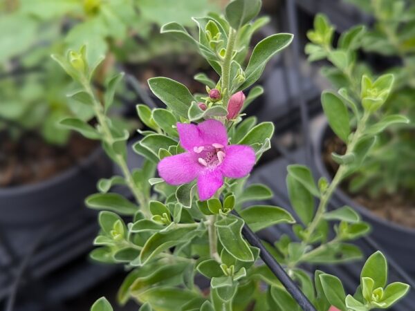 fleur rose de leucophyllum green cloud sur une tige avec des feuilles vertes