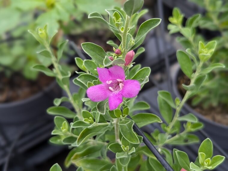 leucophyllum-green-cloud-25-6
