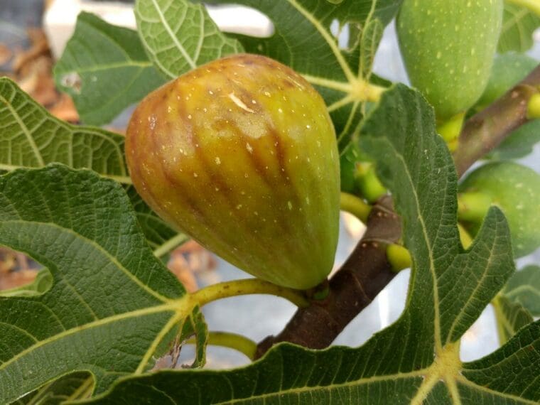 ficus-goutte-dor