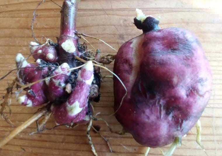 poire-de-terre