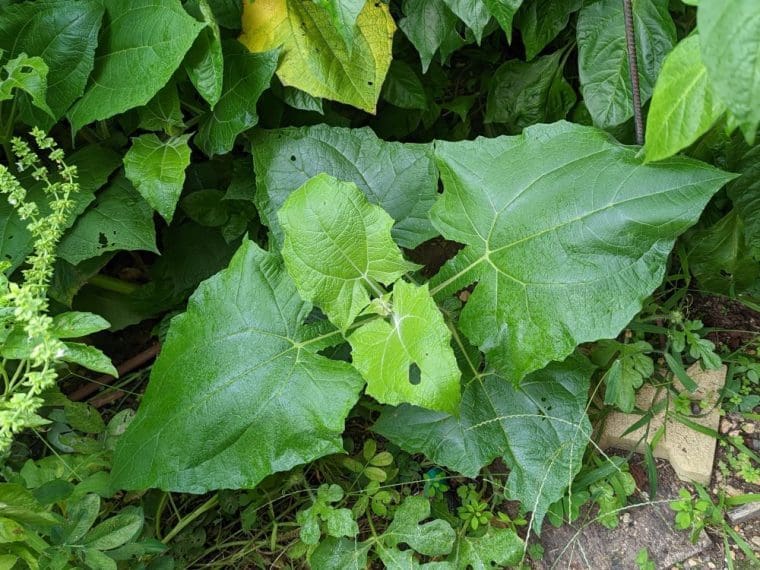 poire-de-terre-feuille