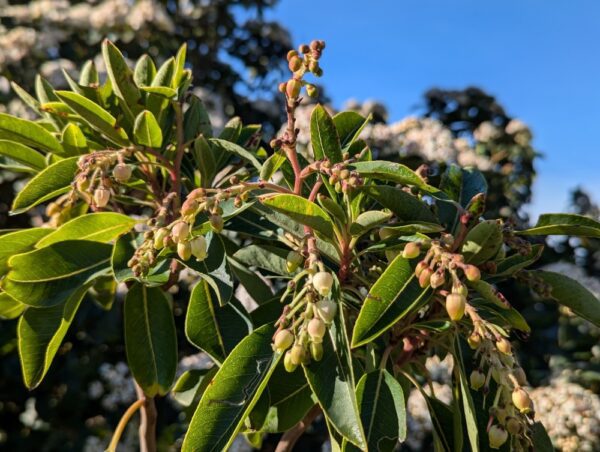 floraison arbutus x andrachne