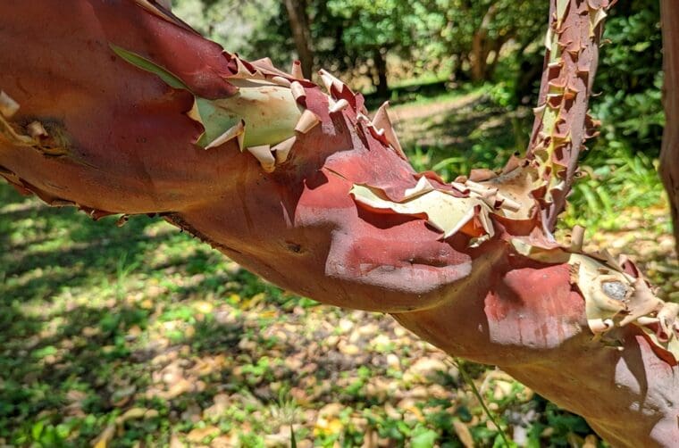 arbutus-x-andrachnoides