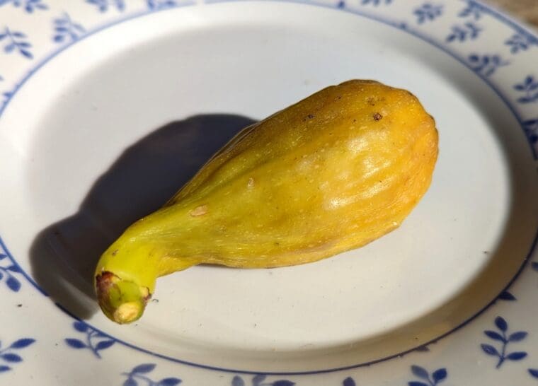 ficus-carica-st-pierre-breba-assiette22-6