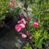sauge bi-color rose-blanc en fleurs