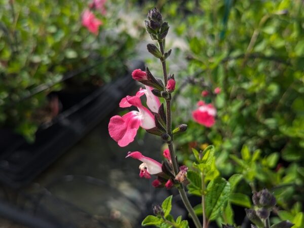 sauge bi-color rose-blanc en fleurs