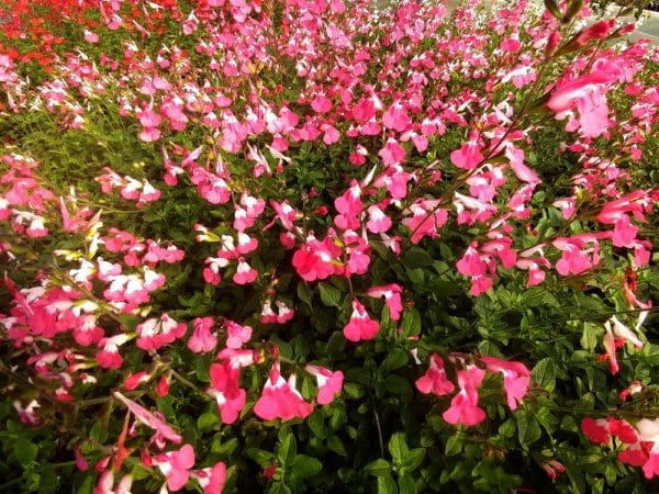 Sauge à fleurs roses et blanches