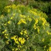 Santolina etrusca formant une boule fleurie dans le jardin sec