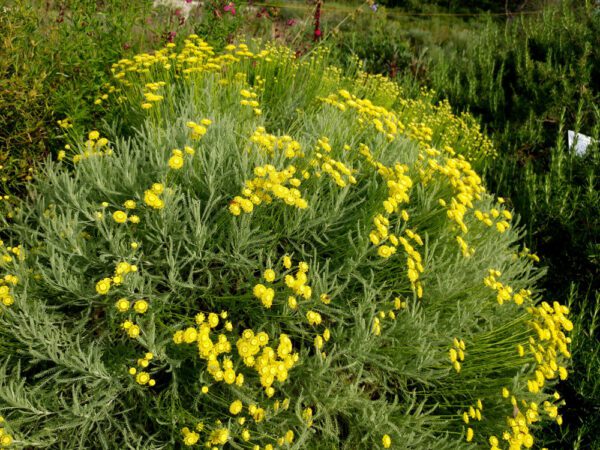 Santolina etrusca formant une boule fleurie dans le jardin sec