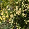 petit buisson de santolina etrusca, fleurs jaunes claires