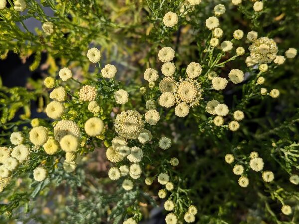 petit buisson de santolina etrusca, fleurs jaunes claires