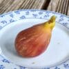 early black breba fruit