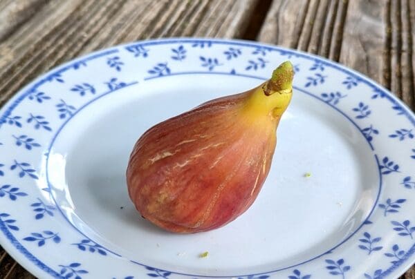 early black breba fruit