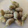plusieurs fruits blanc de murier sugarcube sur une assiette