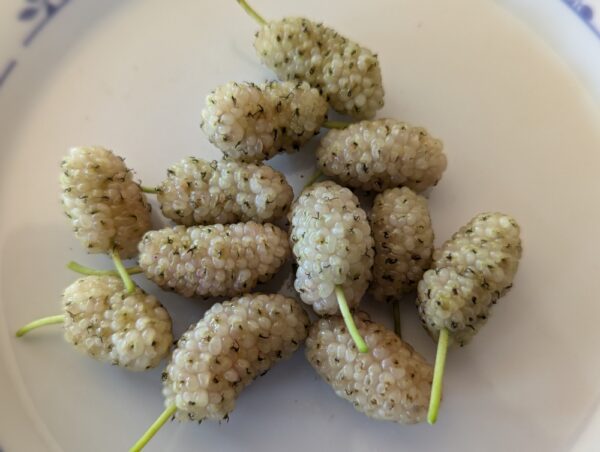 plusieurs fruits blanc de murier sugarcube sur une assiette