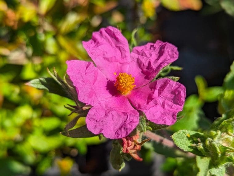 cistus-crispus