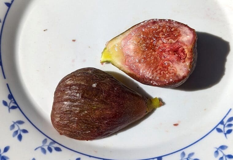 ficus-carica-piccolo-nero-breba-22-6-open