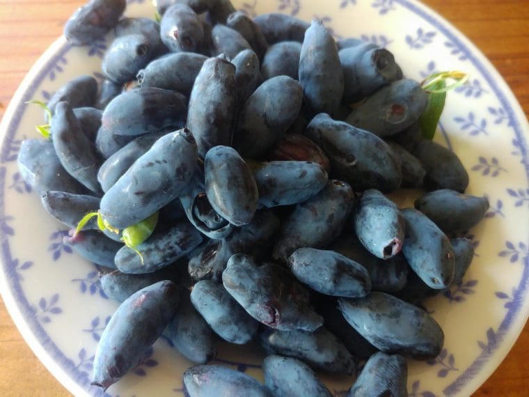lonicera-aurore-2