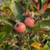 Fruits de Crataegomespilus dans l'arbre