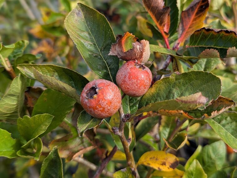 crataegomespilus-fruits