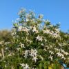 jasmin officinalis en fleurs, buissonnant devant un ciel bleu