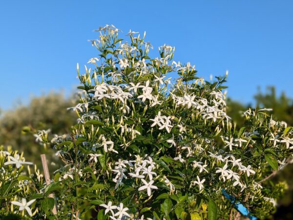 jasmin officinalis en fleurs, buissonnant devant un ciel bleu