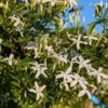 branches avec feuilles vertes couvertes de fleurs de jasmin officinalis avec au fond un ciel vleu