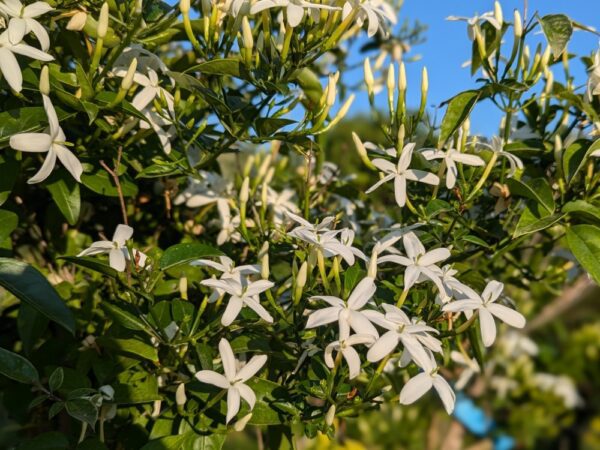 branches avec feuilles vertes couvertes de fleurs de jasmin officinalis avec au fond un ciel vleu