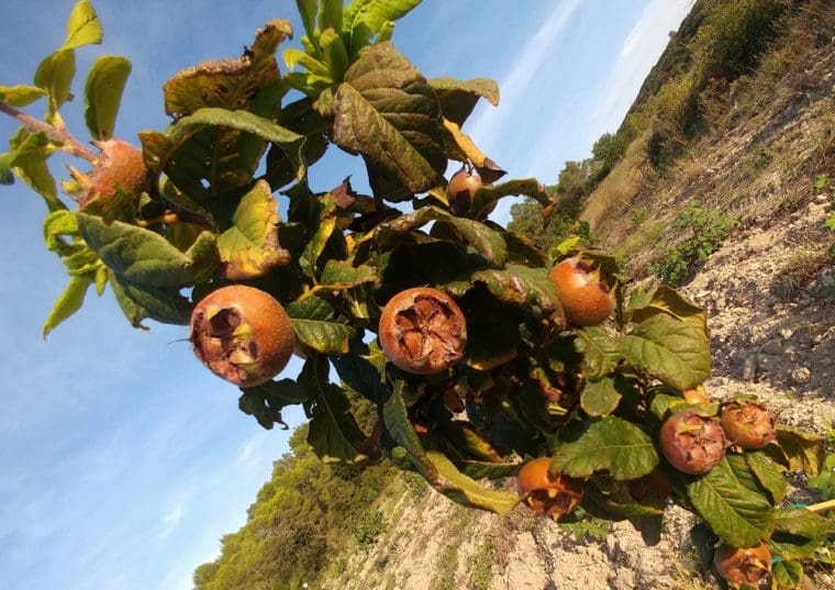 mespilus-canescens