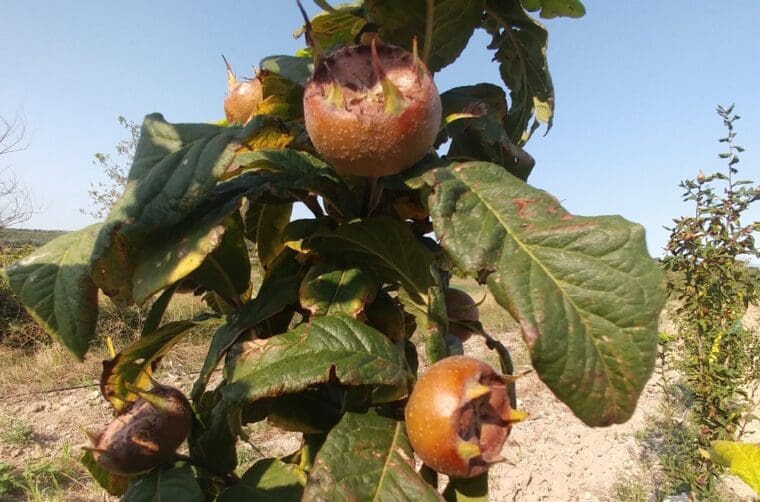 mespilus-canescens-21-8-24