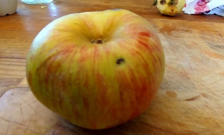 pomme-reinette-clochard-21-8