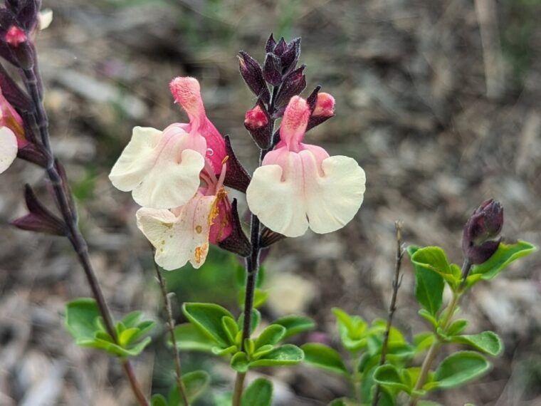 salvia-peche-melba-25-4