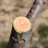 tronc de pommier rouge coupé - bois visible